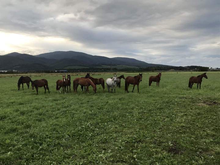 Atelier équitation été Aspach Michelbach