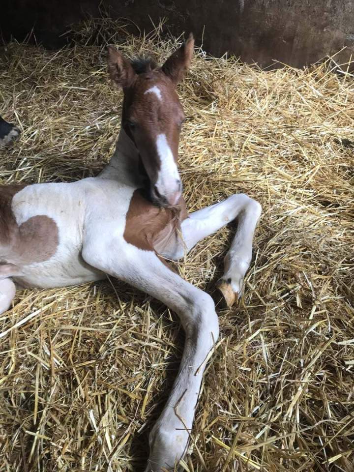 Cours d’équitation été Aspach Michelbach