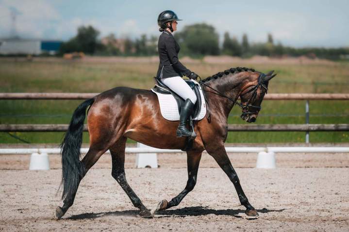 Stage d’équitation Aspach Michelbach
