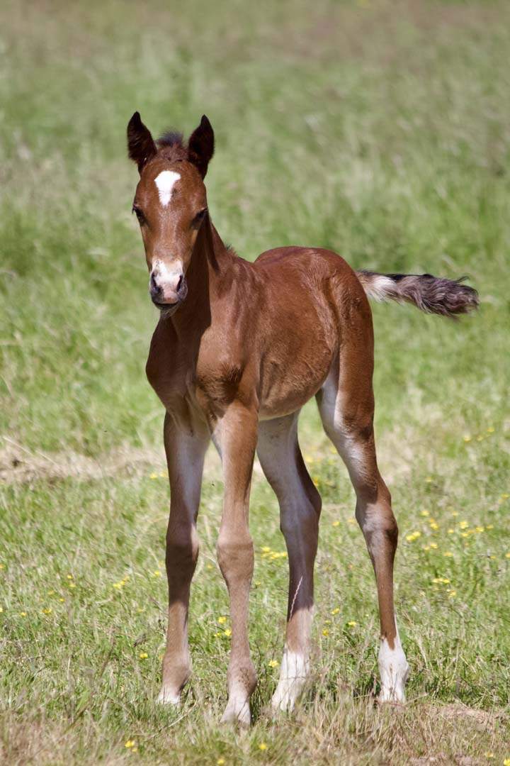 Stage de dressage Aspach Michelbach