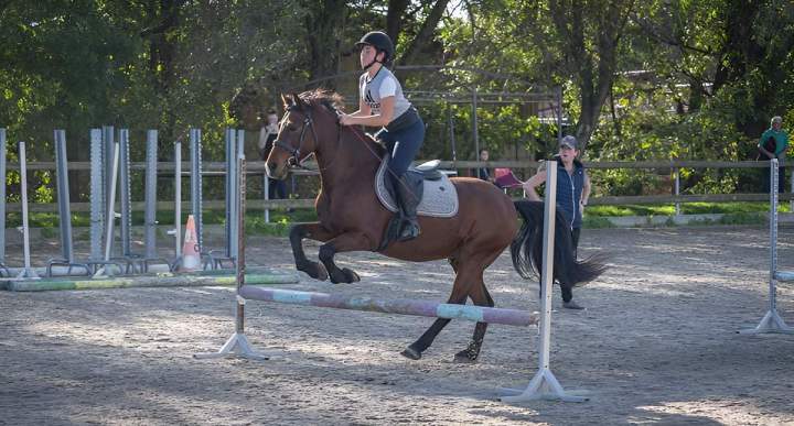 Pension complète pour vos chevaux