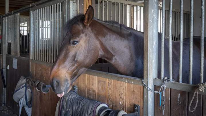Pension pour chevaux Aspach-Michelbach